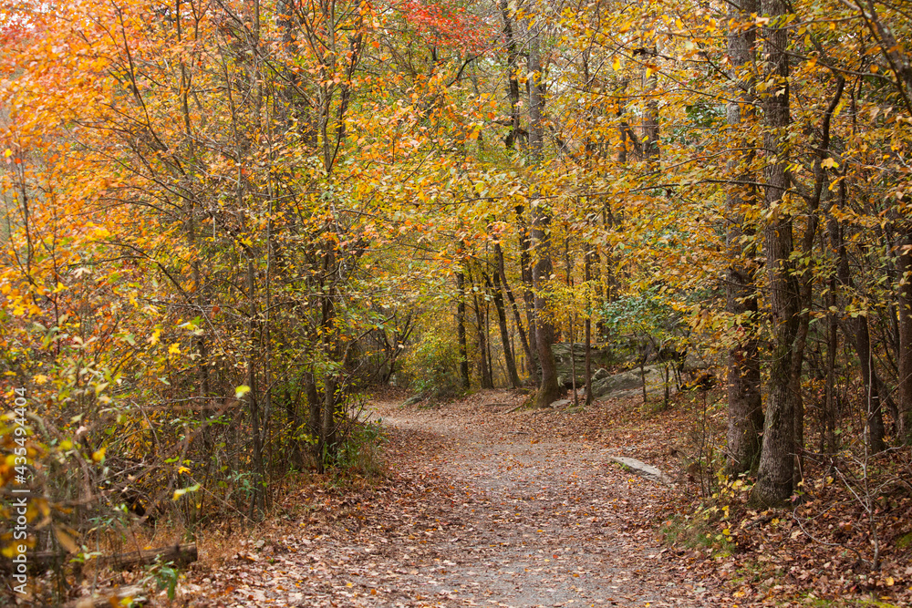 Dirt Trail through trees adorned with Autumn Leaves. Dirt Trail through trees adorned with Autumn Leaves.