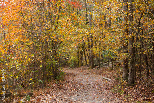 Dirt Trail through trees adorned with Autumn Leaves.