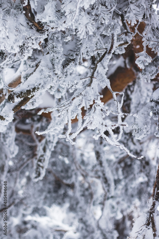 Fototapeta premium Snow on the frozen branches at winter 