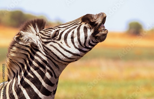 zebra