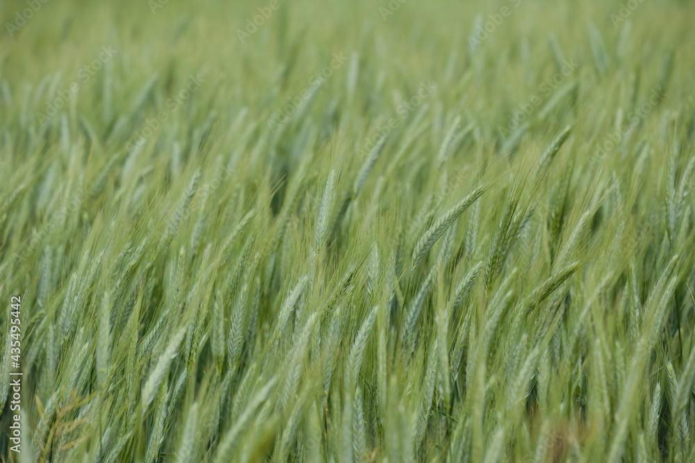 Green wheat close up