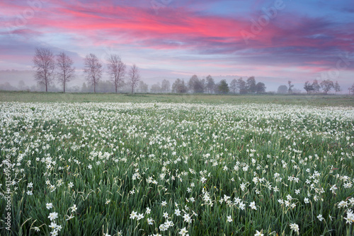 Daffodils in the fog