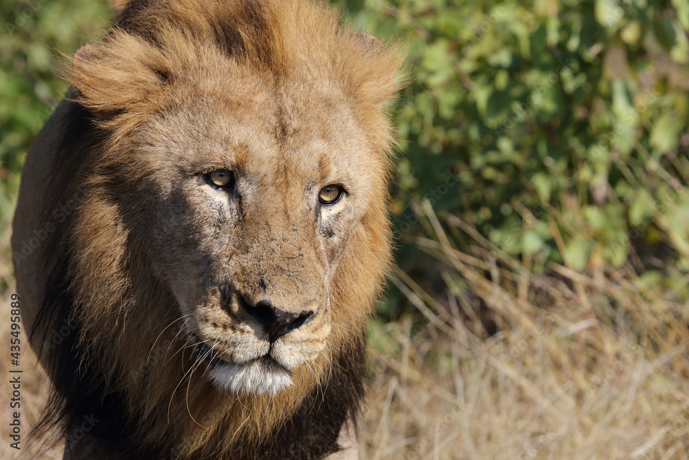 Afrikanischer Löwe / African lion / Panthera leo. Afrikanischer Löwe / African lion / Panthera leo.