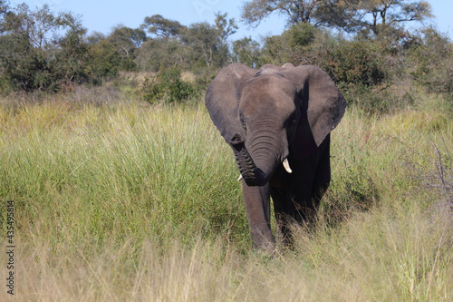 Afrikanischer Elefant / African elephant / Loxodonta africana... © Ludwig