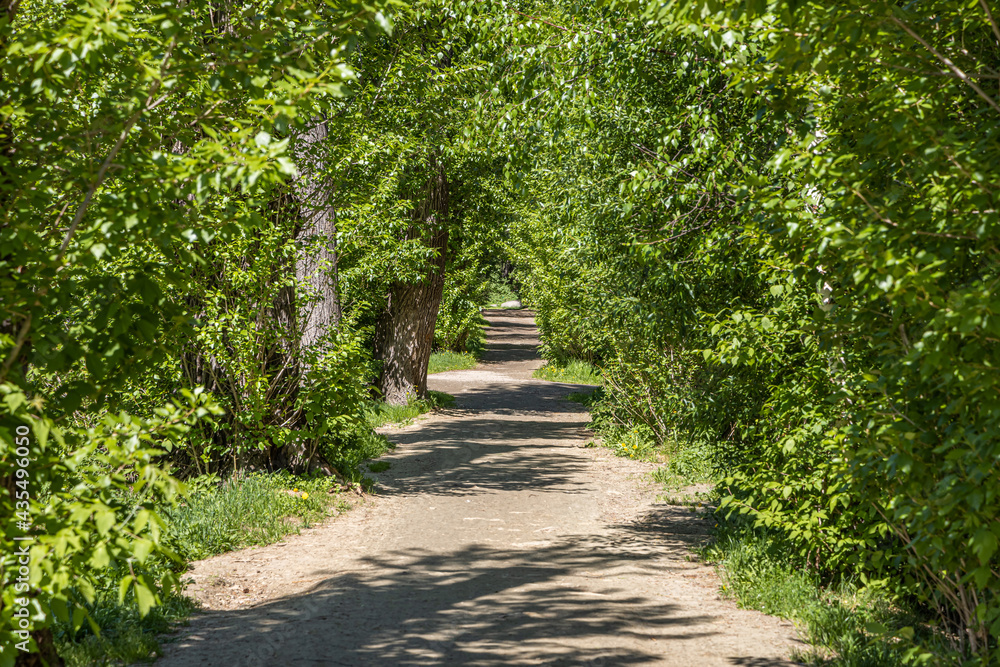 Fototapeta premium Brown path is in a green deserted summer park