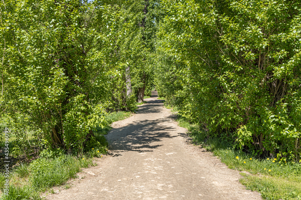 Brown path is in a green deserted summer park Brown path is in a green deserted summer park