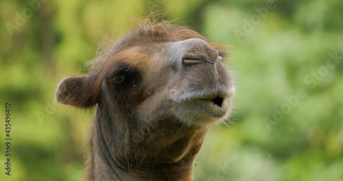 Close up portrait of camel 
