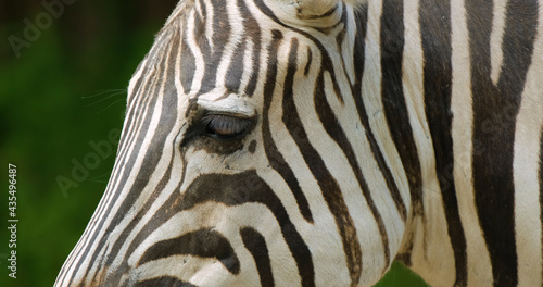 close up portrait of zebra 