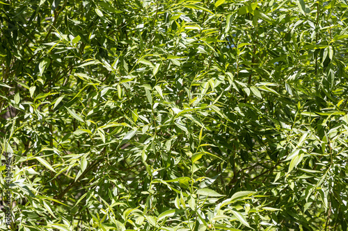 Wallpaper Mural Texture of willow tree with green fresh leaves and buds is in a park in spring Torontodigital.ca