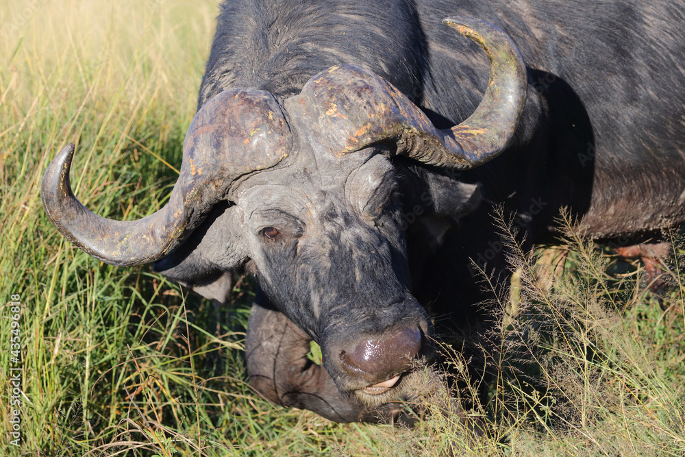 Obraz premium Kaffernbüffel / African buffalo / Syncerus caffer