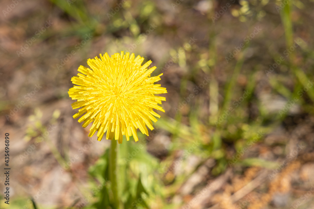 A yellow dandelion head is on a beautiful blurred orange background A yellow dandelion head is on a beautiful blurred orange background