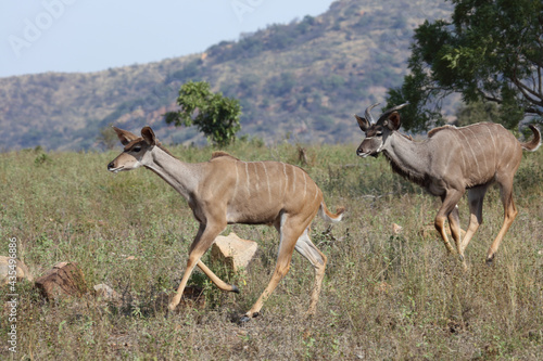Großer Kudu / Greater kudu / Tragelaphus strepsiceros..
