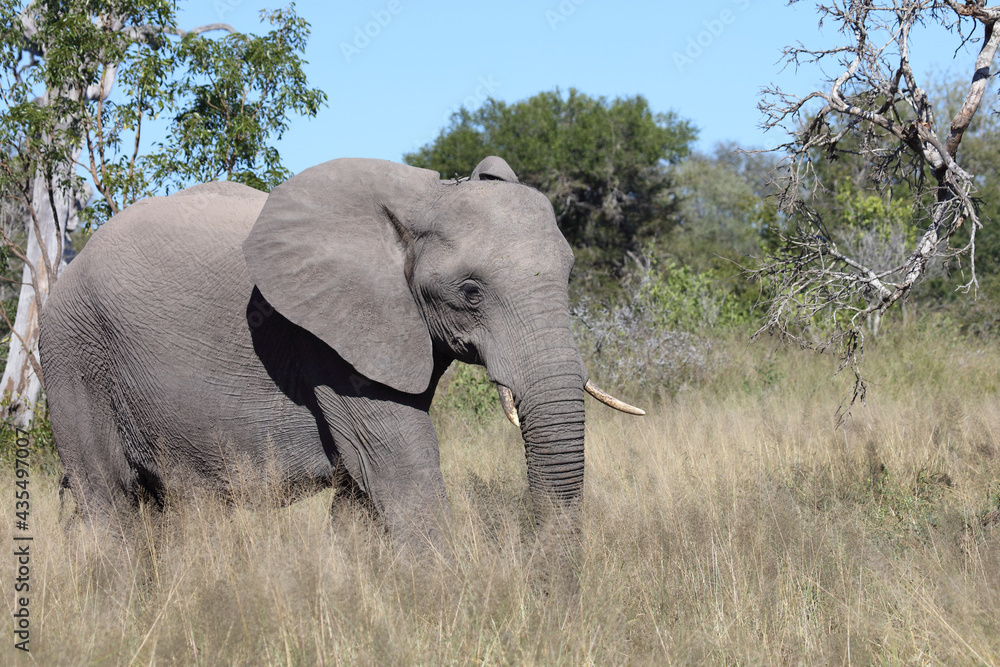 Afrikanischer Elefant / African elephant / Loxodonta africana Afrikanischer Elefant / African elephant / Loxodonta africana