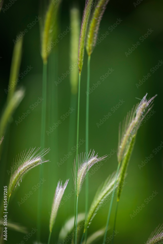False barley on a field in the forest in spring. Hordeum murinum False barley on a field in the forest in spring. Hordeum murinum