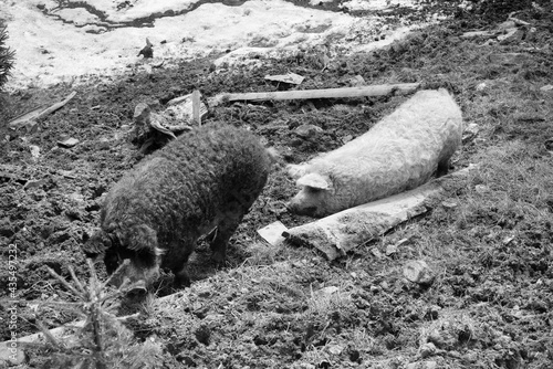 Mangalitsky, mangalitsa breed pig photo