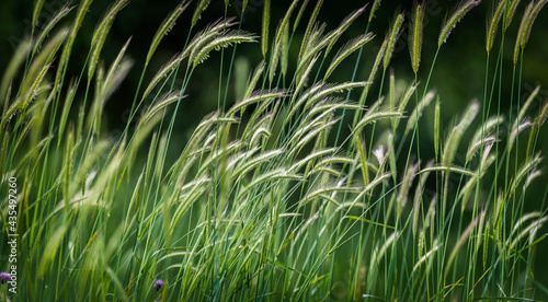 False barley on a field in ...