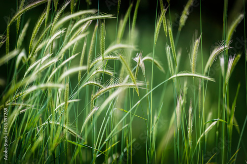 False barley on a field in ...