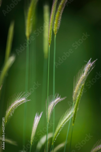 False barley on a field in ...