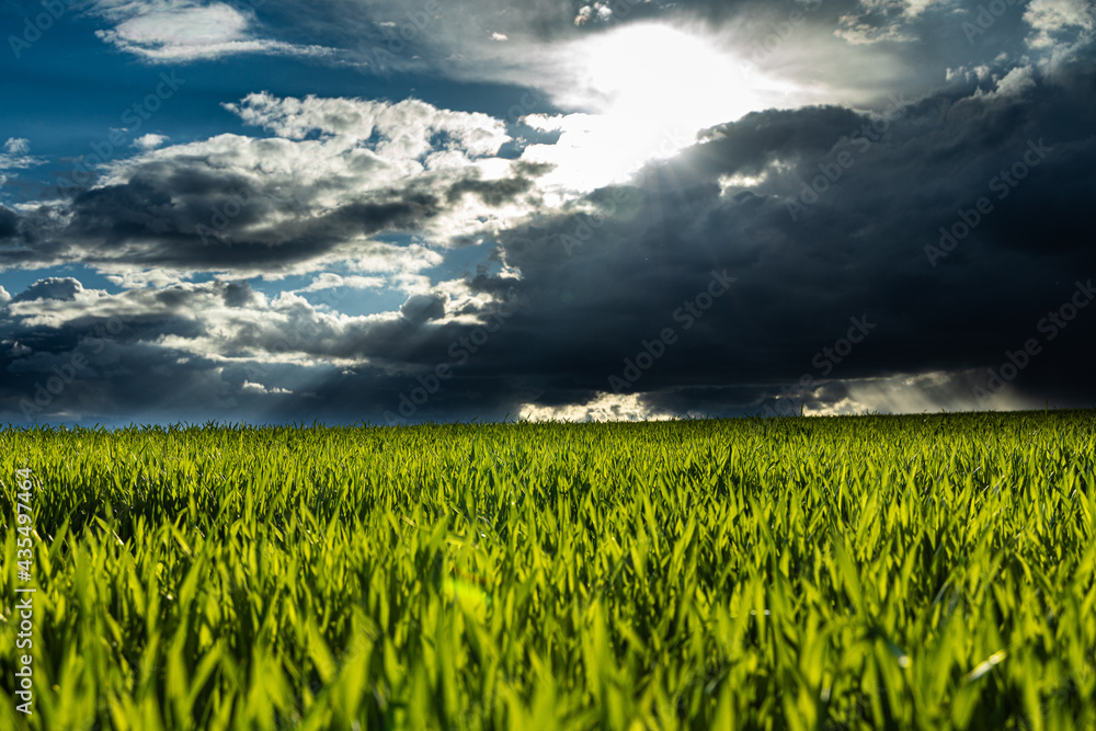 Green field with dark clouds and sun Green field with dark clouds and sun