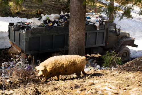 Mangalitsky, mangalitsa breed pig and a garbage truck photo