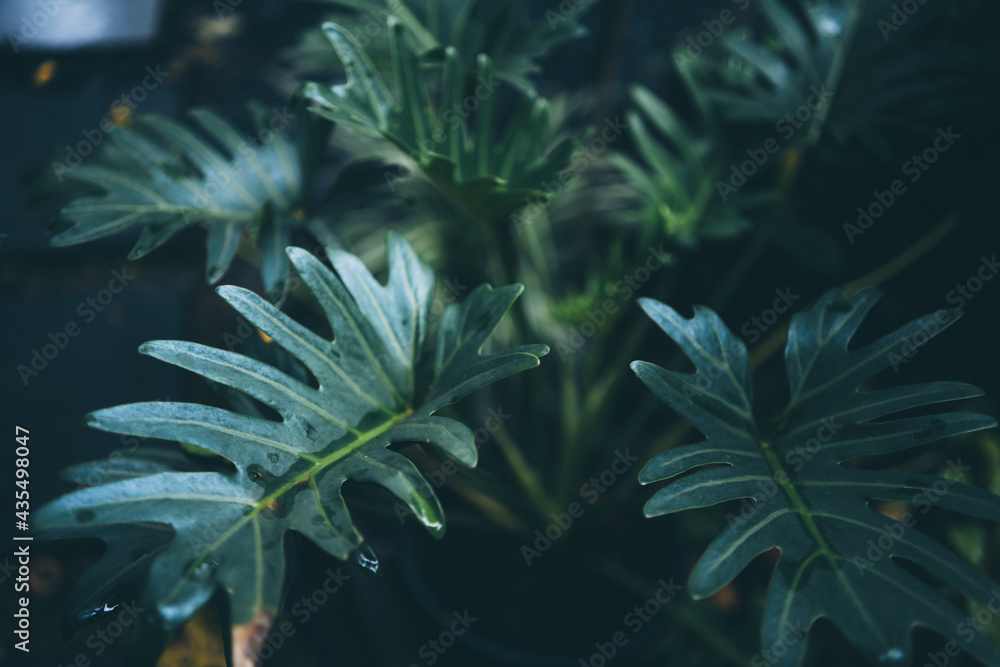 Fototapeta premium green leaf of tropical forest plant living in nature garden, exotic jungle foliage background, palm floral and monstera, botany flora decoration in environment