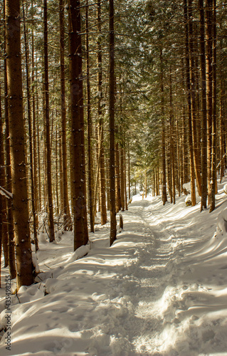 Fototapeta Naklejka Na Ścianę i Meble -  sciezka w zimowym lesie