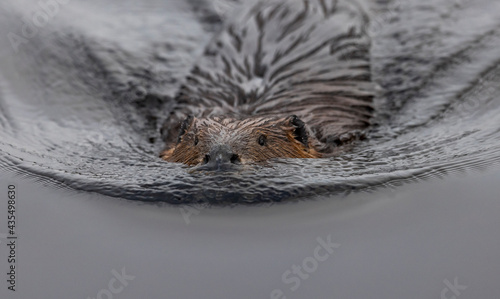 North American Beaver photo