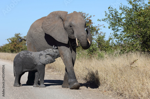 Afrikanischer Elefant / African elephant / Loxodonta africana...