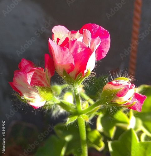 hermosas rositass