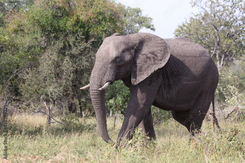 Fototapeta premium Afrikanischer Elefant / African elephant / Loxodonta africana