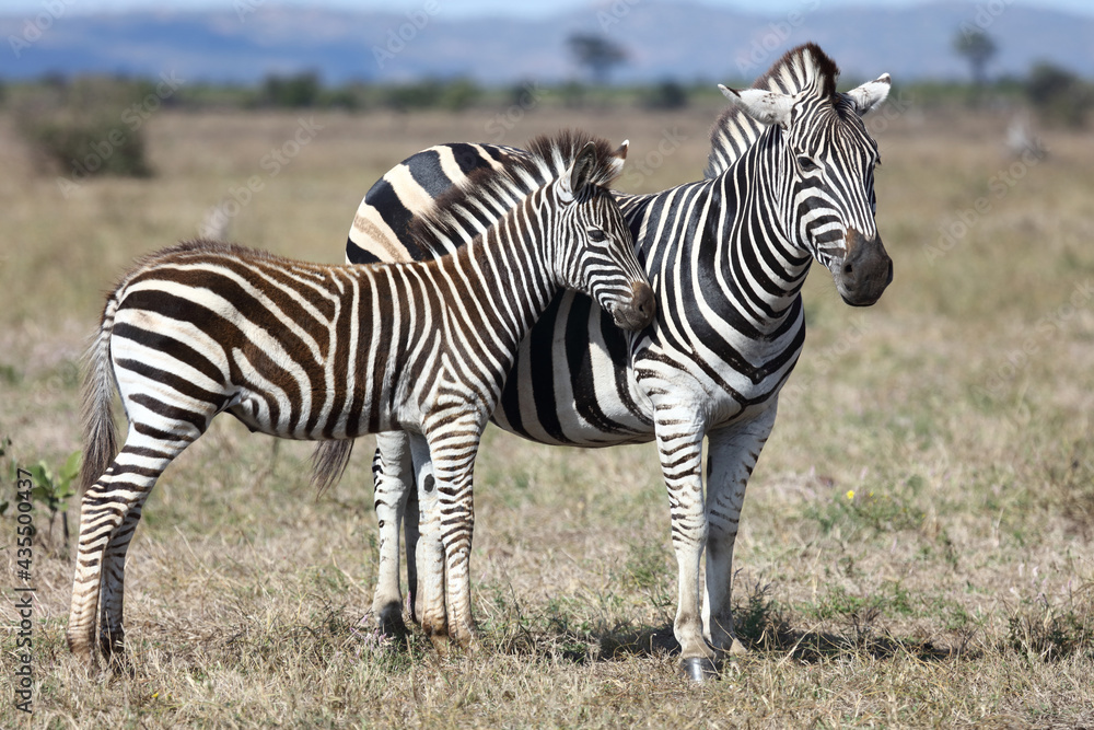 Steppenzebra / Burchell's zebra / Equus burchellii.... Steppenzebra / Burchell's zebra / Equus burchellii....