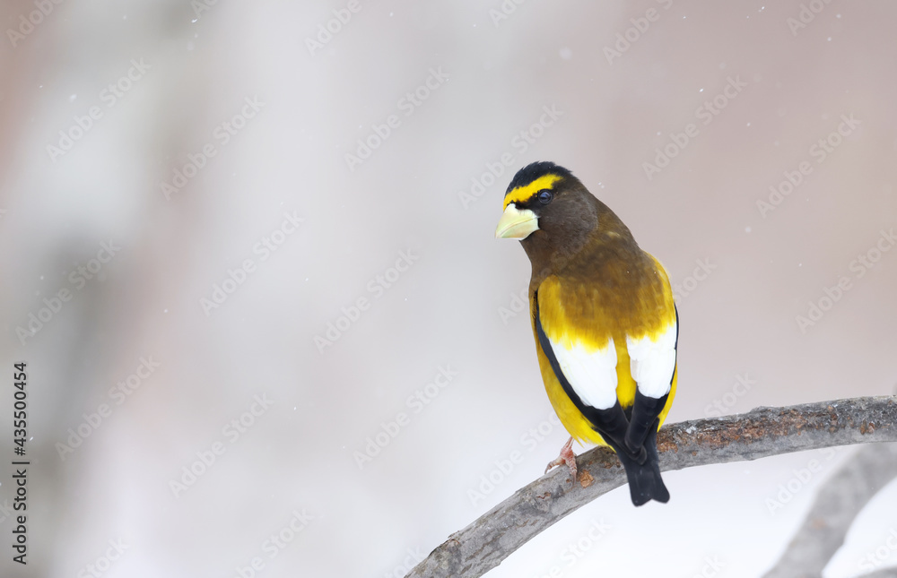 Fototapeta premium Evening grosbeak