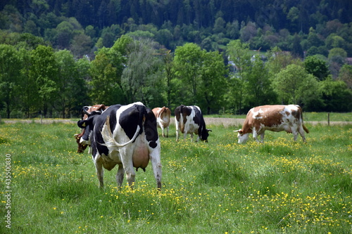 Glückliche Kühe im Schwarzwald