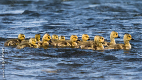 Group of cute yellow Canada Geese goslings swimming in water. Baby Canada Geese floating in a line wildlife background photo