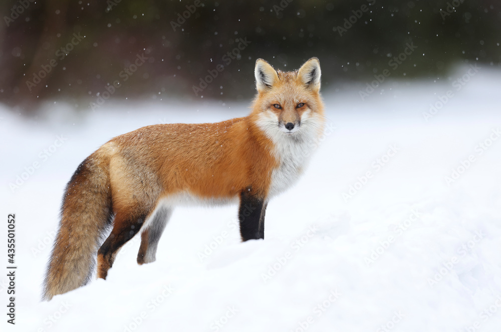 Red fox Red fox