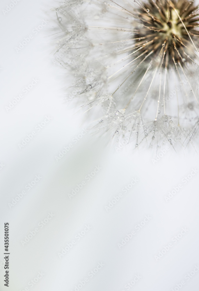 Fototapeta premium Pusteblume close up mit Regentropfen, Hintergrund weiß