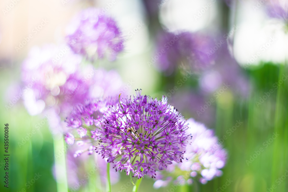 Purple allium flowers in the garden, real natural springtime plants Purple allium flowers in the garden, real natural springtime plants