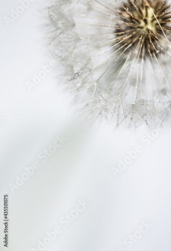Pusteblume close up mit Regentropfen, Hintergrund weiß