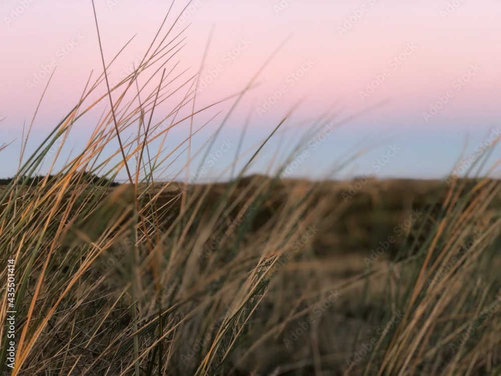 Fototapeta premium grass on the beach