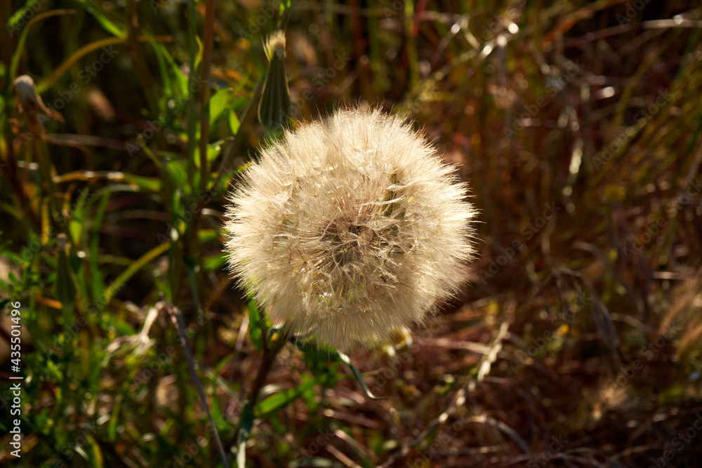 Portrait of a dandelion in the country Portrait of a dandelion in the country