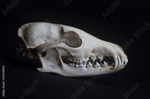 Skull of a fox on black background