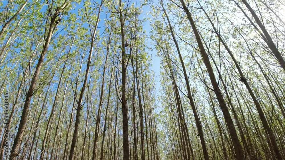 Rows of tree trees in the forest and a view of their canopy by walking through a privately planted forest. Rows of tree trees in the forest and a view of their canopy by walking through a privately planted forest.