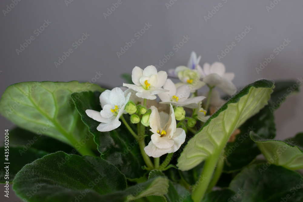 Fototapeta premium Beautiful white violets growing among green leaves. Blooming home plant in the pot with a grey background. Selective focus. 