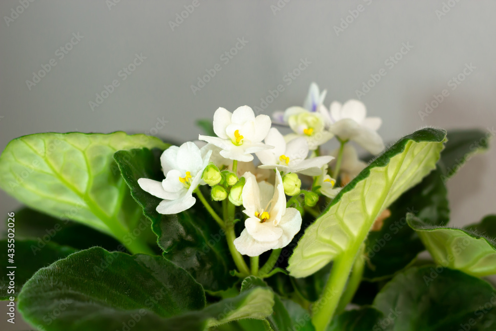 Obraz premium Beautiful white violets growing among green leaves. Blooming home plant in the pot with a grey background. Selective focus.