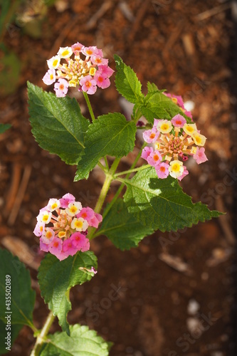 Male różnokolorowe kwiaty na tle liści, Kreta, Grecja