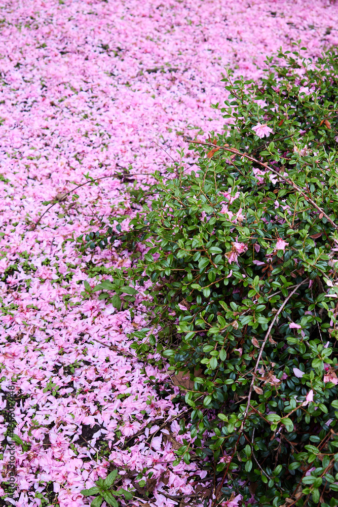 Pink cherry flower petals falling under Japanese Cherry Trees, covering the ground in a garden create beautiful carpet of flowers at the end of the Sakura season. Pink cherry flower petals falling under Japanese Cherry Trees, covering the ground in a garden create beautiful carpet of flowers at the end of the Sakura season.