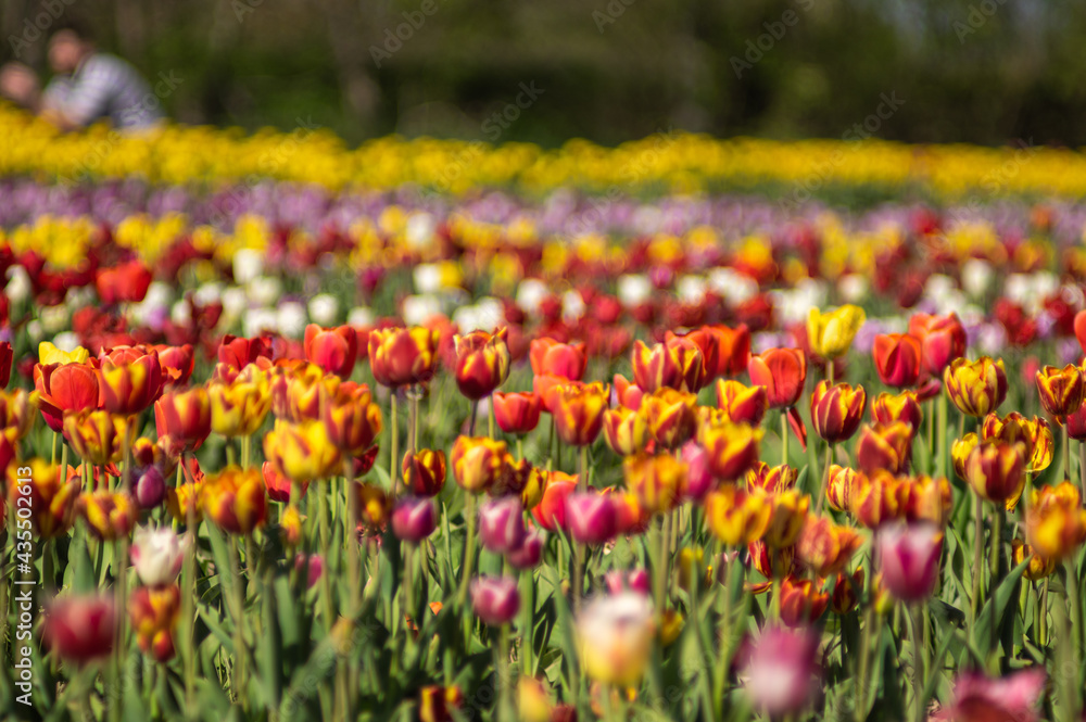 Colorful field of multicolored tulips in spring