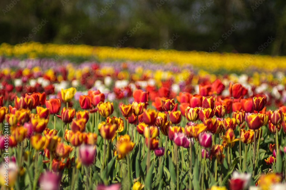 Colorful field of multicolored tulips in spring