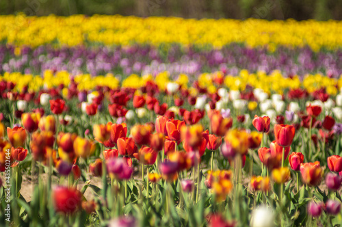 Colorful field of multicolored tulips in spring © onyx124