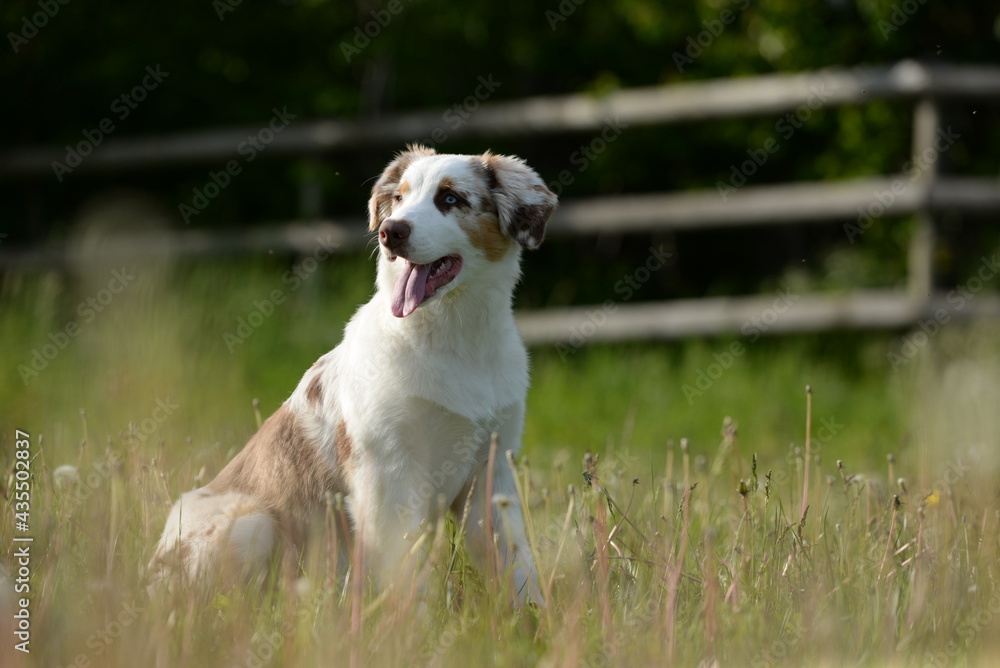Hundefrühling. Junger Australien Shepherd auf der Löwenzahnwiese Hundefrühling. Junger Australien Shepherd auf der Löwenzahnwiese